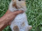 Angora Mix Rabbit