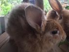 Angora mix Rabbit