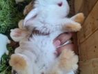 Angora Mix Rabbits