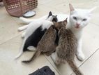 Angora Mixed Kittens for Kind Home