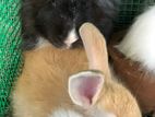 Angora Rabbit
