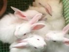 Angora Rabbit