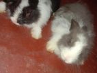 Angora Rabbits