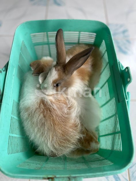 Angora Rabbit for Sale in Gelioya | ikman