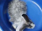 Angora Male Rabbit