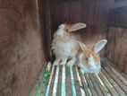 Indoor Angora Rabbit Angora Rabbit for Sale in Gelioya | ikman