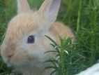 Angora Rabbits