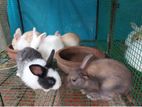 Angora Rabbit