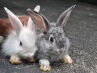 Angora rabbit bunny