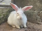 Angora Rabbit