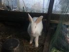 Angora Rabbit