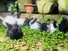 Angora Rabbit