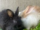 Angora Rabbit