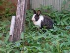Angora Rabbit