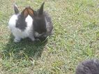 Angora Rabbit