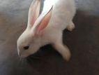 Angora Rabbit