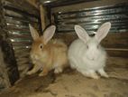 Angora Rabbits