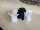Angora rabbit