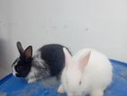 Angora Rabbits