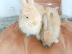 Angora Rabbit
