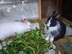 angora rabbit