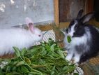 Angora Rabbit