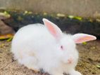 Angora Rabbits