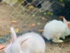 Angora Rabbit