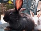 Angora Rabbit