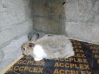 Angora Rabbit