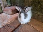 Angora Rabbit