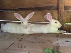 Angora Rabbit
