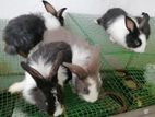 Angora Rabbit