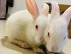 Angora Rabbit