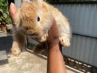 Angora Rabbit