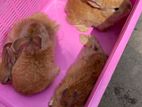 Angora Rabbit for sale