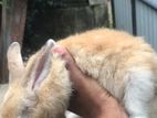 Angora Rabbit