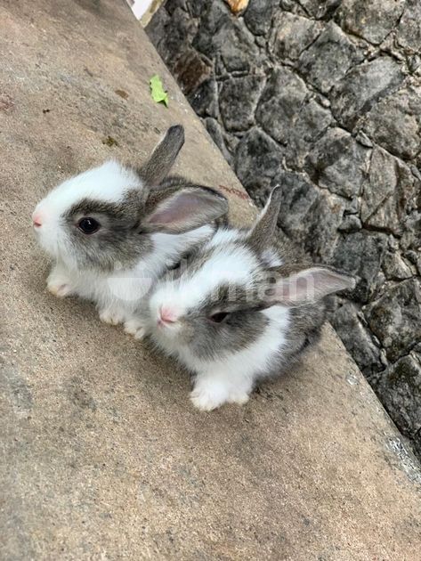 Angora Rabbit for Sale in Galle City | ikman