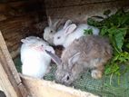 Angora Rabbit