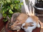 Angora Rabbit