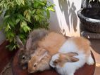 Angora Rabbit