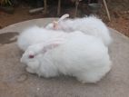 Angora Rabbit