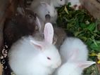 Angora Rabbit