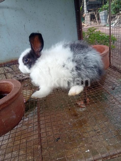 Angora Rabbit for Sale in Negombo | ikman