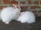 Angora Rabbit