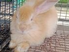 Angora rabbit