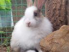 Angora Rabbit