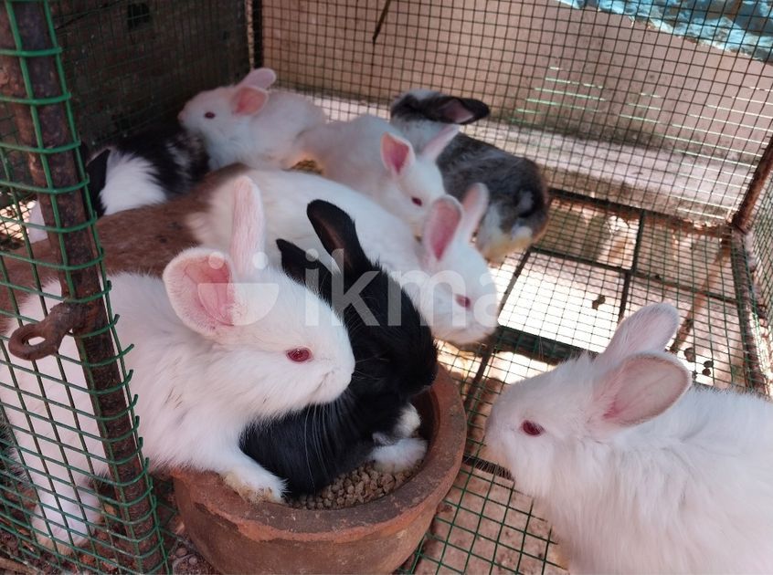 Angora Rabbits for Sale in Veyangoda | ikman