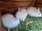 Angora Rabbit