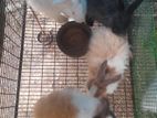 Angora Rabbit